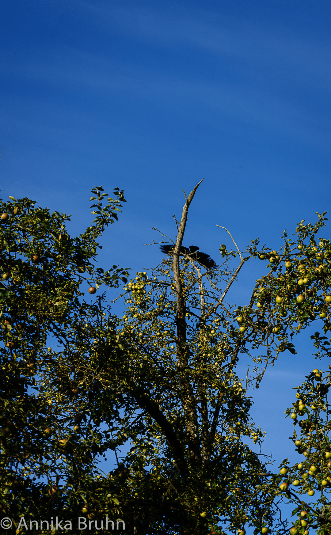 Rabe  fliegt los